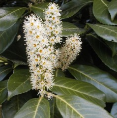 Prunus laurocerasus (Laurel)