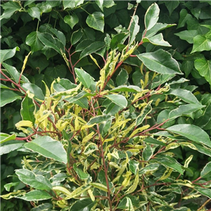 Prunus lusitanica Variegata