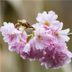 Prunus incisa Oshidori