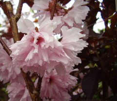 Prunus Royal Burgundy