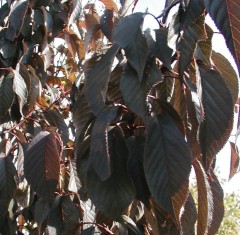 Prunus Royal Burgundy