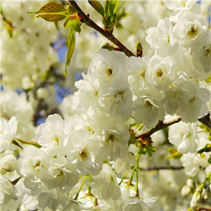 Prunus serrulata Shirotae