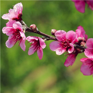 Prunus amygdalopersica Spring Glow