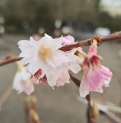 Prunus subhirtella Autumnalis