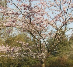 Prunus subhirtella Autumnalis