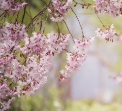 Prunus subhirtella Autumnalis