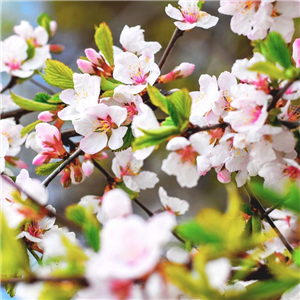 Prunus tomentosa