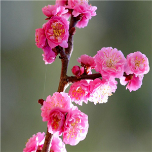 Prunus triloba Rosemund