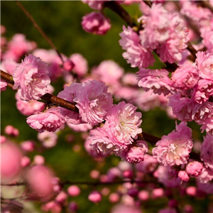 Prunus triloba