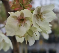 Prunus Ukon