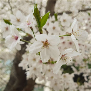 Prunus Umineko