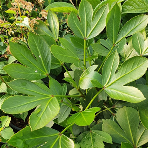 Pseudopanax adiantifolium Cyril Watson