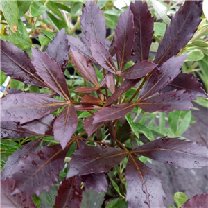 Pseudopanax lessonii Purpureus