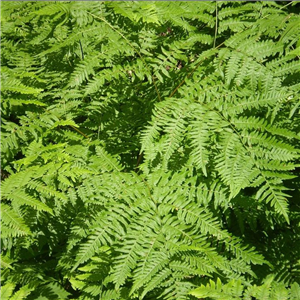 Pteridium aquilinum