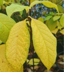 Pterostyrax hispida