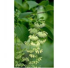 Pterostyrax hispida