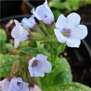 Pulmonaria Cambridge Blue