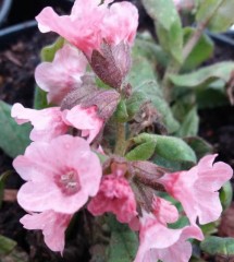 Pulmonaria saccharata Dora Bielfeld