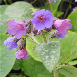 Pulmonaria Majeste