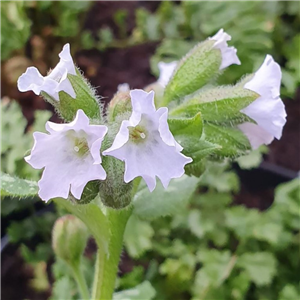 Pulmonaria Moonshine