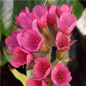 Pulmonaria Raspberry Splash