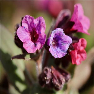 Pulmonaria Silver Bouquet