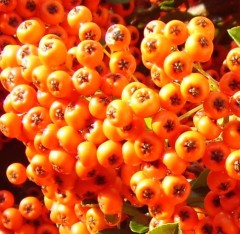 Pyracantha Mohave Silver