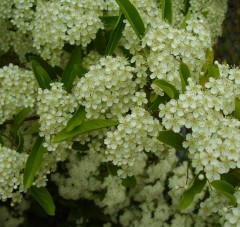 Pyracantha Saphyr Jaune