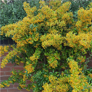 Pyracantha Saphyr Jaune