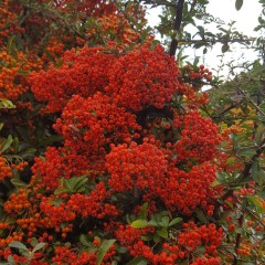 Pyracantha Saphyr Rouge