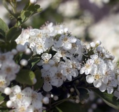 Pyracantha Saphyr Rouge