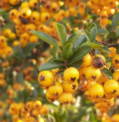 Pyracantha Sunny Star