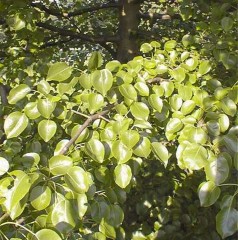 Pyrus calleryana Chanticleer