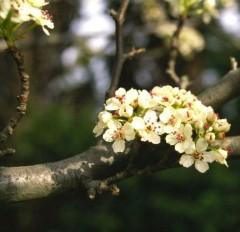 Pyrus calleryana Chanticleer