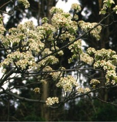 Pyrus calleryana Chanticleer