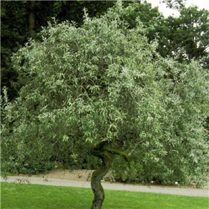 Pyrus salicifolia Pendula