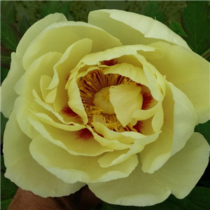 Paeonia suffruticosa Hai Huang