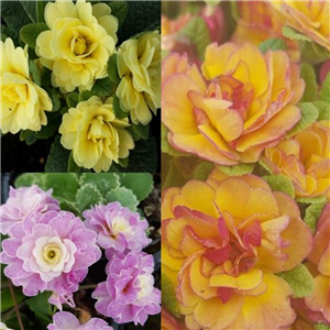 Mixed Double Primroses 3 for £9