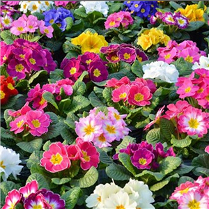 Primroses