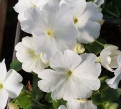 Primula allionii Aire Mist