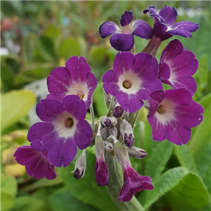 Primula alpicola var. violacea