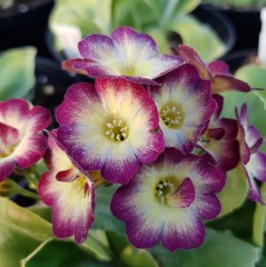 Primula auricula Carnaval