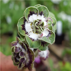 Primula auricula Fiddlers Green