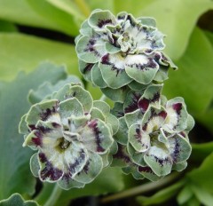 Primula auricula Fiddlers Green