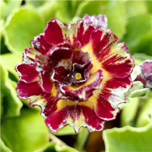 Primula auricula Merlin