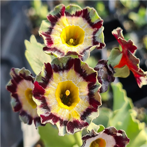 Primula auricula Polly (Fancy)