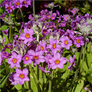 Primula beesiana