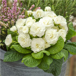 Primula Belarina Snow