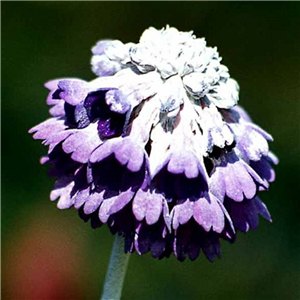 Primula capitata