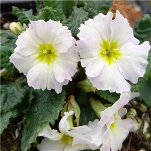 Primula vulgaris Carrigdale